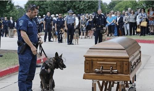 警犬退役之后怎么处理, 被确认无用后实行安乐死, 简直太残忍了