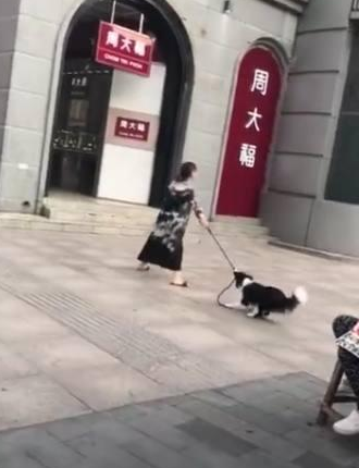 老婆要去购物小狗拼了命阻止:你丈夫嘱咐了不能让你胡乱花钱!