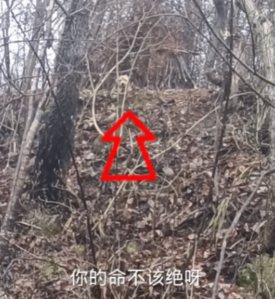 土狗病重后离家出走,主人冒雨上山找寻