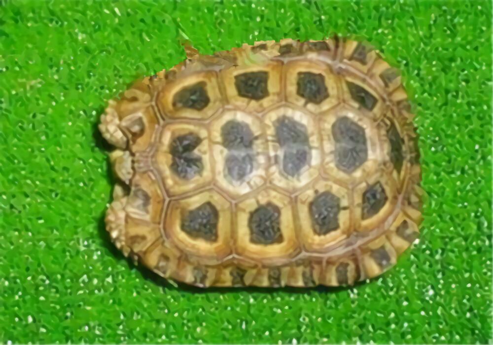 纳塔尔折背陆龟身份信息