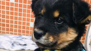 养了只金毛土狗串,两个月后女孩哭笑不得,说好的金毛犬呢