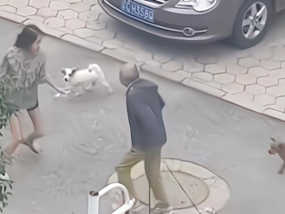 女子遛多只狗不栓绳，竟还脱下拖鞋，人狗一起围攻遛狗大爷