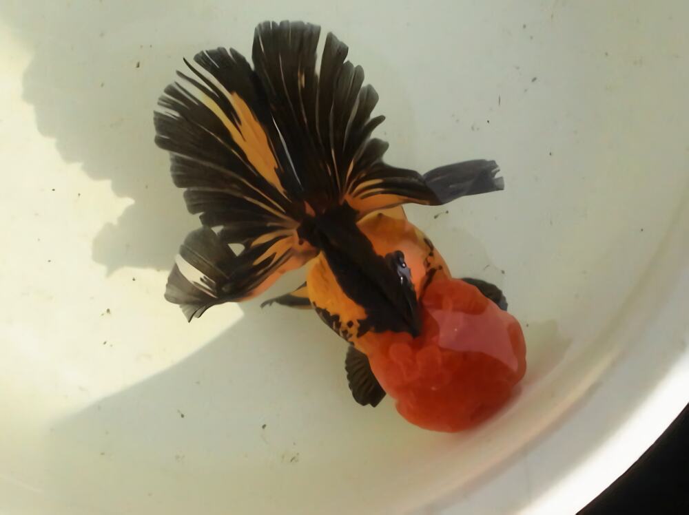 朱顶紫罗袍身份信息