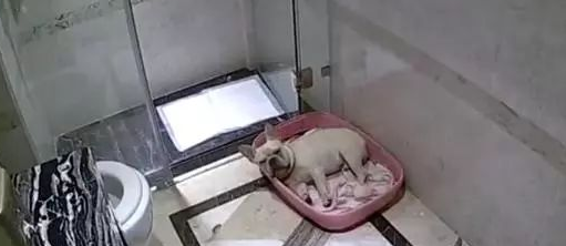 狗狗因到处上厕所,被主人家赶到洗手间睡,这界面好可伶!