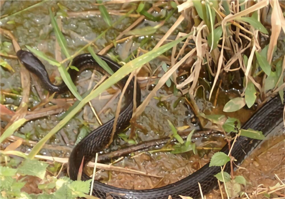 乌梢蛇身份信息