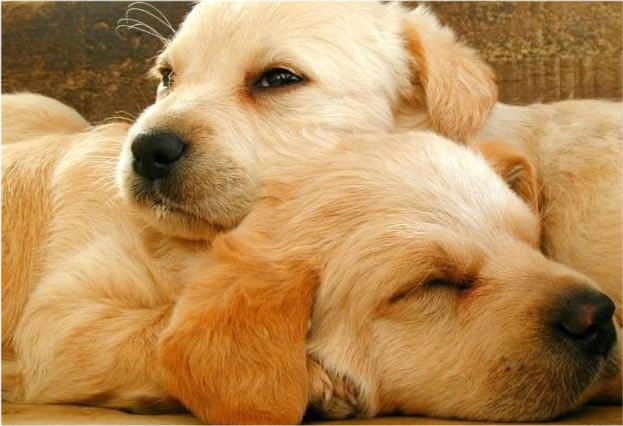 宠物狗咬人,狗主人要承担什么责任?民法典有新规