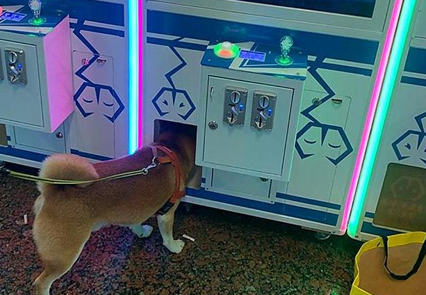 柴犬少女心爆棚泛滥成灾,非得娃娃机里的公仔,狗狗:夹不上就不动