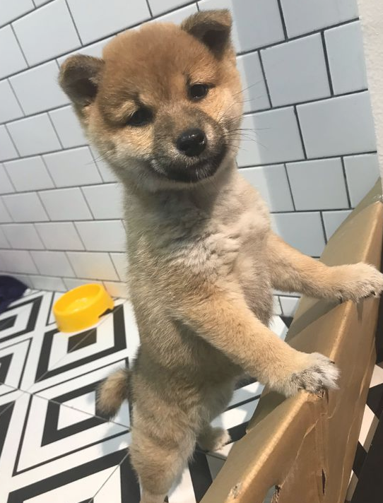 柴犬太黏人,网友用纸箱子就想遮挡它,狗:很小瞧我了吧!