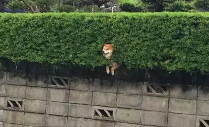 呆萌柴犬在路边被卡住 网友发现被萌坏了