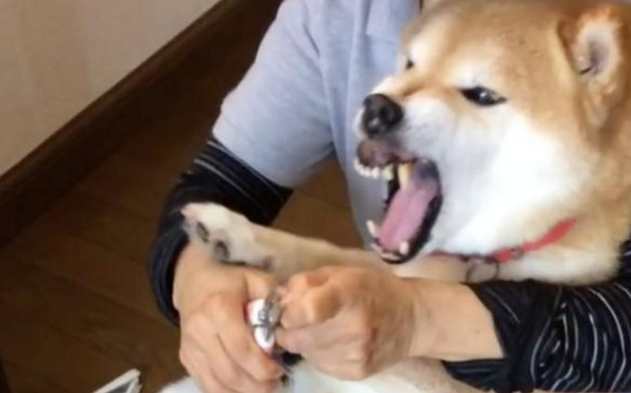 柴犬剪指甲全程狂叫,主人家看透后爱理不理,狗界金马影帝激情片段过重