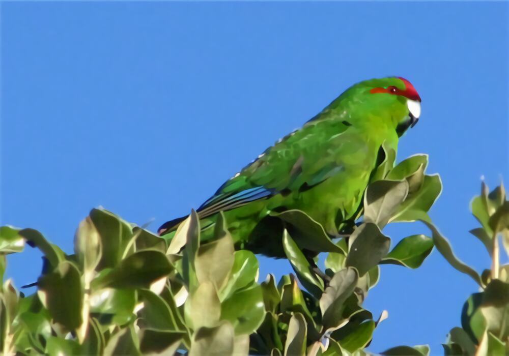 红额金刚鹦鹉身份信息