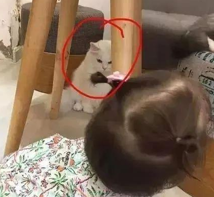 时代变了,现在猫咪的天敌不是狗,而是…