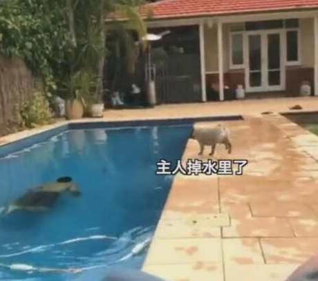 主人在游泳池深潜,狗狗跳水抢救,主人差点儿被砸晕!