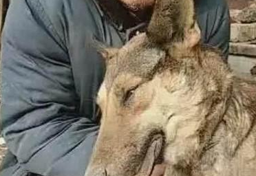 养了十三年的老土狗突然去世,老人含泪将其埋葬:下辈子再相遇吧