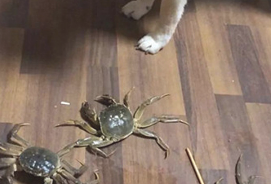 狗狗一直哼哼唧唧,主人靠近后一脸懵,它是发生了啥?