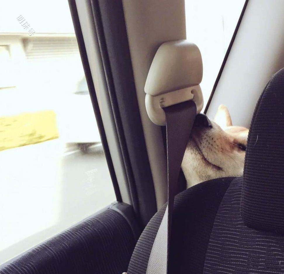 带柴犬去山地丘陵捕猎,柴犬发出咕嘟声,主人着急了