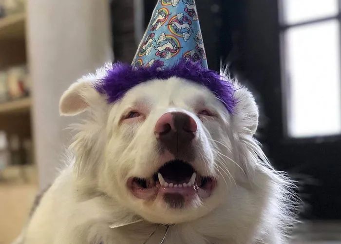 分开一年后,爷爷担心狗狗不记得自己,结果...暖哭了!