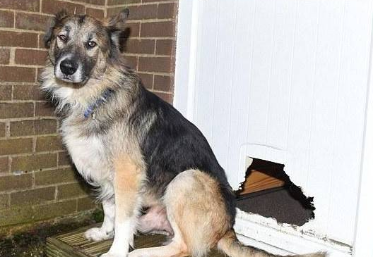 狗狗玩疯后，头被卡入一个洞里，获知实情主人就说承受不住！