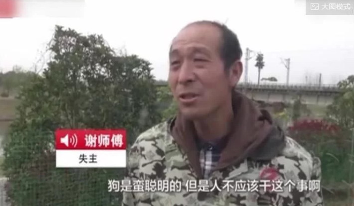 真的狗!狗主人竟训练金毛去偷鸡,数量高达300多只!