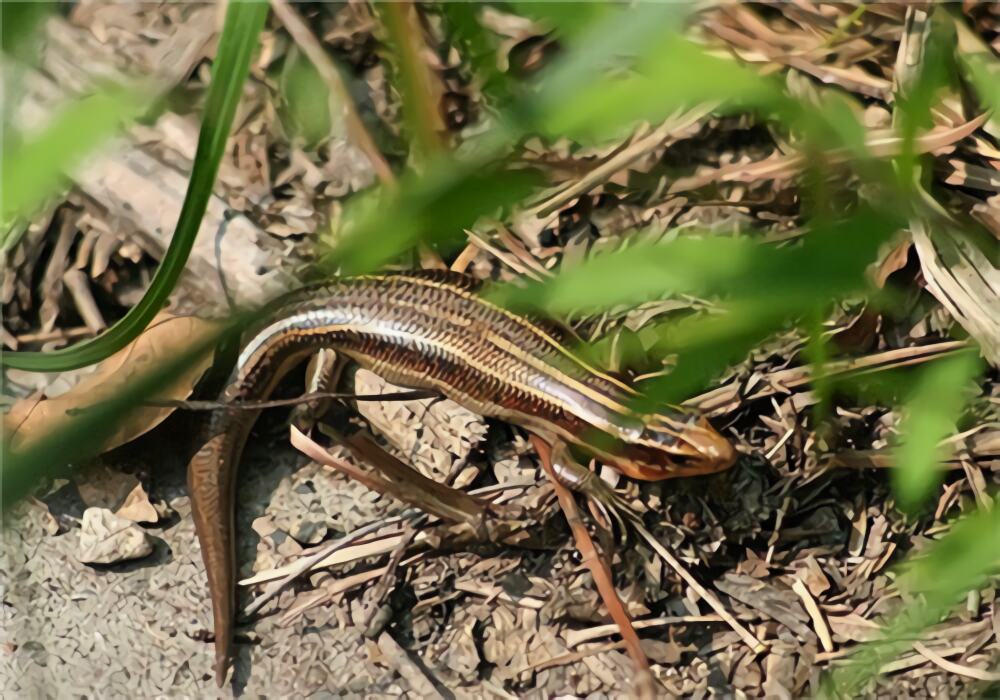 四线石龙子身份信息