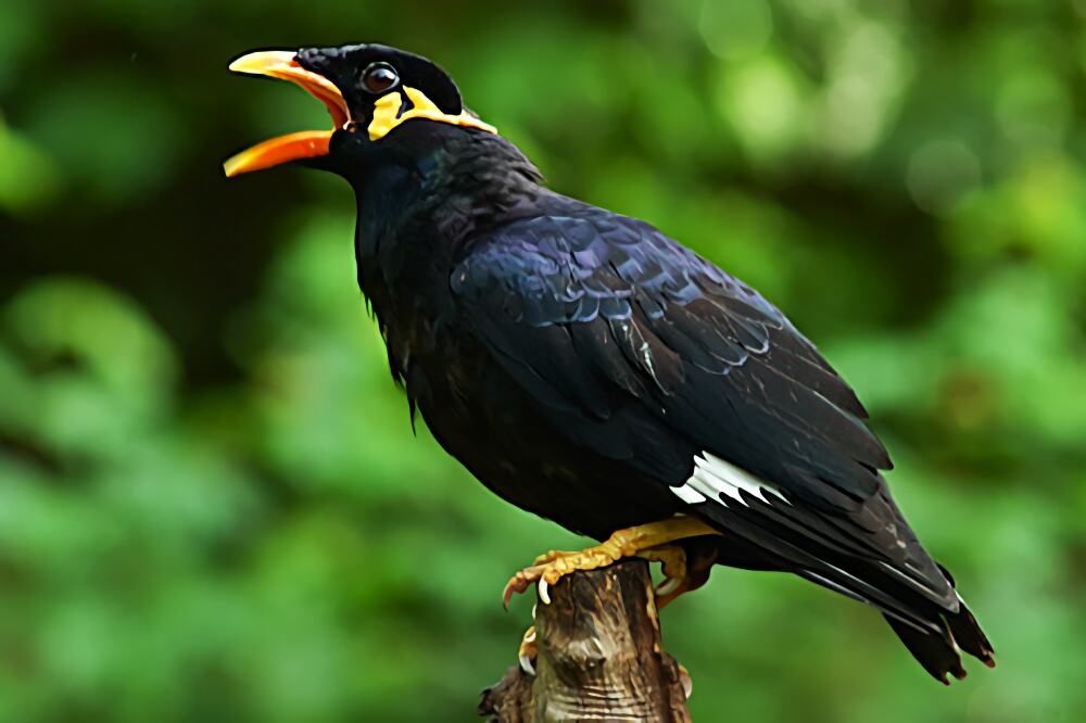 八哥鸟身份信息