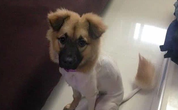 外国男子请中国兽医帮忙剪犬毛发,成果让他觉得太刺激了!