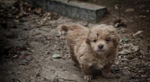 中华田园犬躲在垃圾堆里,畏畏缩缩十分害怕
