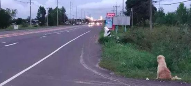 狗狗等了2年的主人家再次发生,它却不肯跟他回来了,缘故有点儿打动