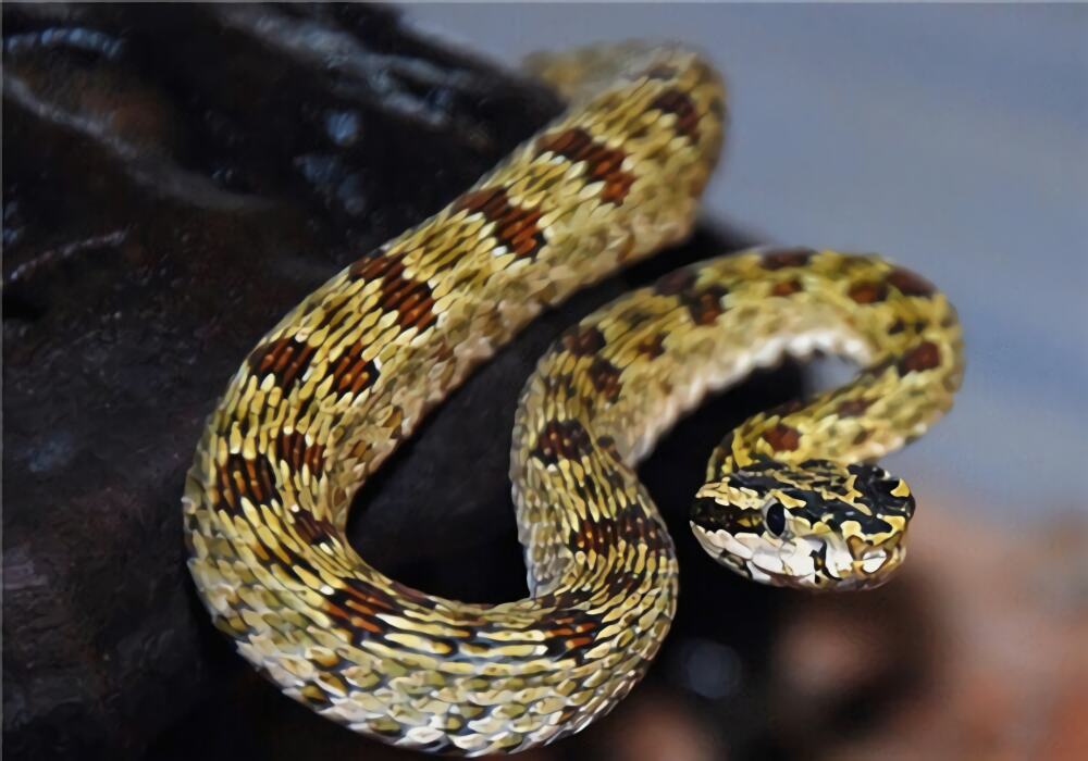 原矛头蝮身份信息