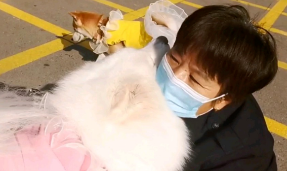 小狗失明后,我为它养了只导盲犬