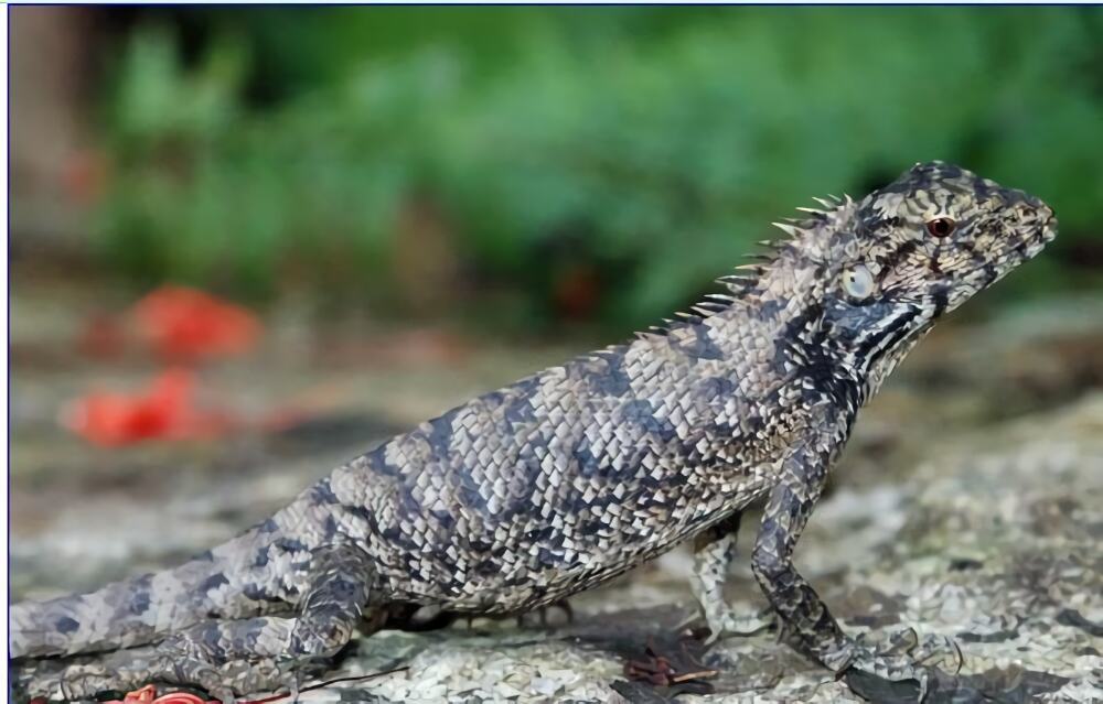 变色树蜥身份信息