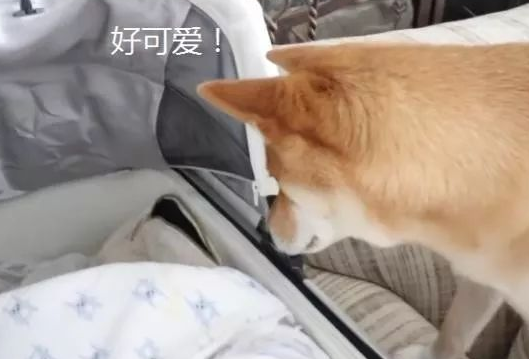 柴犬今年才3岁,却因照顾宝宝走红,主人:比我还有耐心