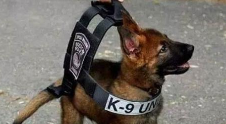 警犬在训练过程中,打起了瞌睡:不听不听,乌龟念经