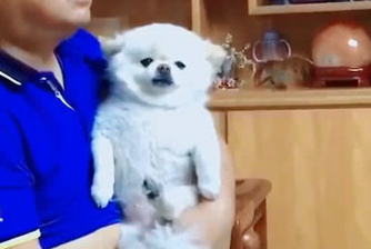 男子看电视剧习惯性怀着狗狗,狗狗却一脸的万般无奈:谁可以帮帮我呀