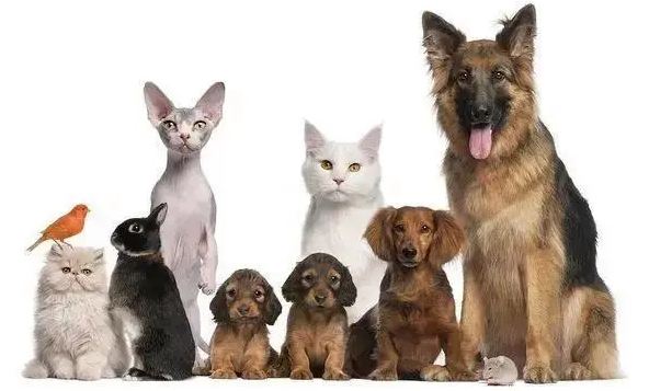 宠物行业背后的资本是一切流浪猫狗问题的元凶