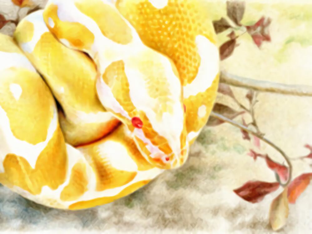 白化球蟒身份信息