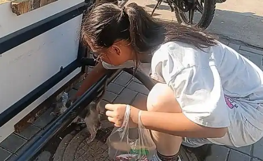 流浪猫闯入阳台被打至奄奄一息令人心碎