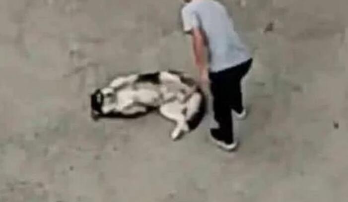 回到家不见二哈,趴在窗户上一看瞬间气哭,主人:傻狗,我不要了