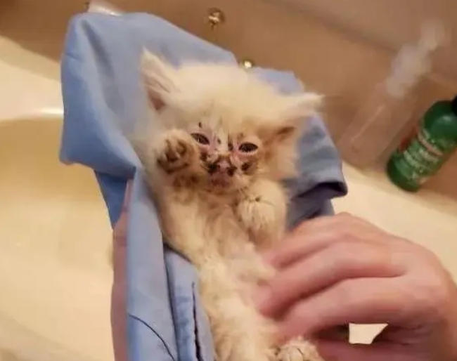 小流浪猫被收养,身体小却威力大,成功当了两只狗狗的老大