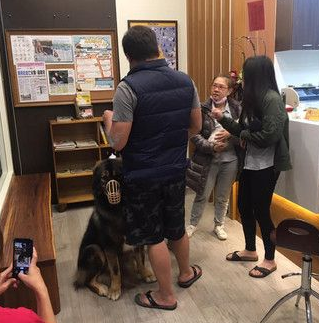 高山犬被压制打针 结束后气到找医生理论
