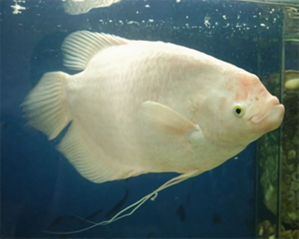 白兔鱼身份信息