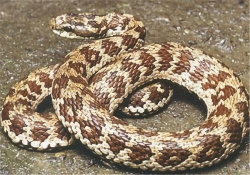 高原蝮身份信息