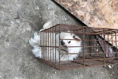 老妈看到狗狗被装进铁笼抛弃路边就带回家,我一看狗狗笑了