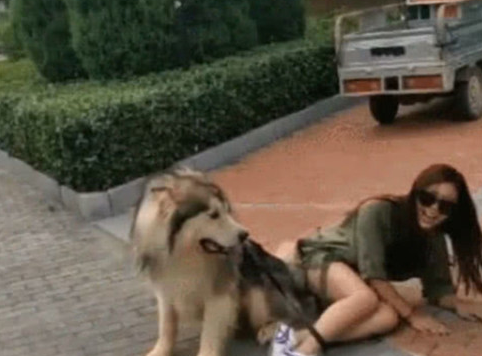 女人带狗子出来转悠,太累了想坐着狗的身上歇息,結果下一秒尴尬了