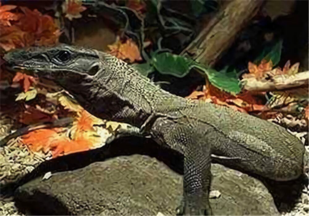 粗脖巨蜥身份信息