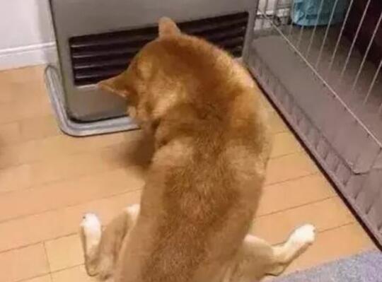 下班回家,看到柴犬坐在电暖器前,销魂姿势让主人笑的胃疼
