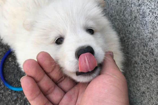 网友求助:都说萨摩耶犬是撒手没,为什么我家的是撒不开手?