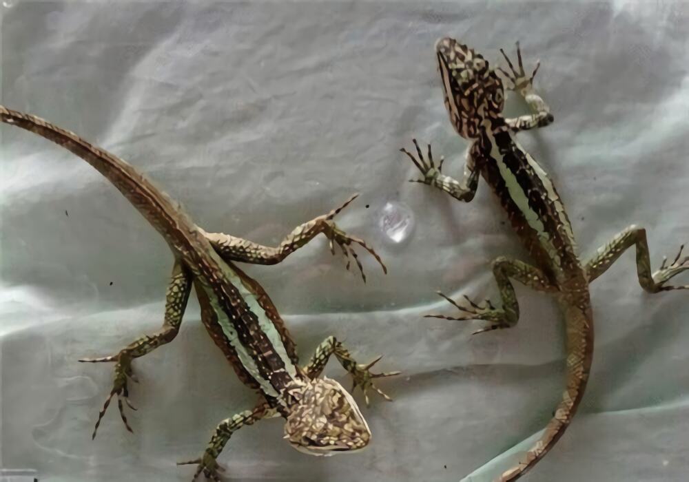 丽纹龙蜥身份信息