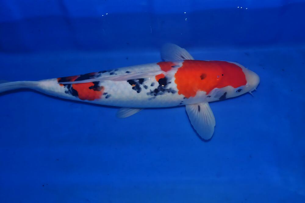 大正三色锦鲤身份信息