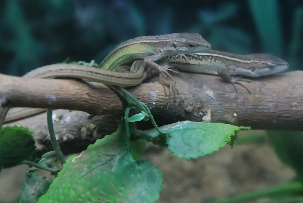 北草蜥身份信息